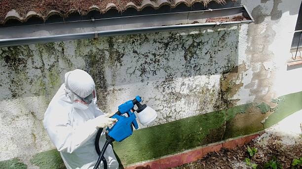 Top rated local Mold Remediation specialists in Freeburg, IL